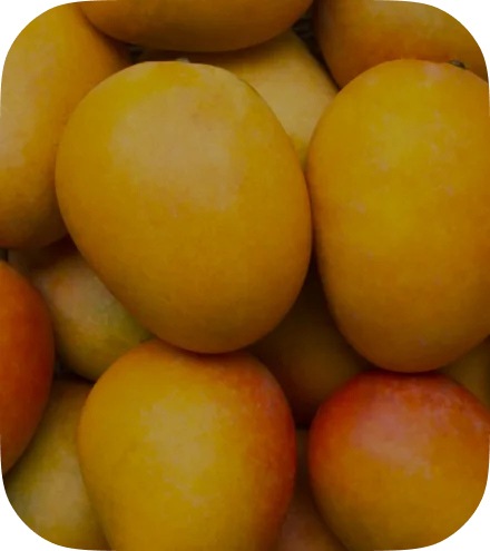 MangoBg